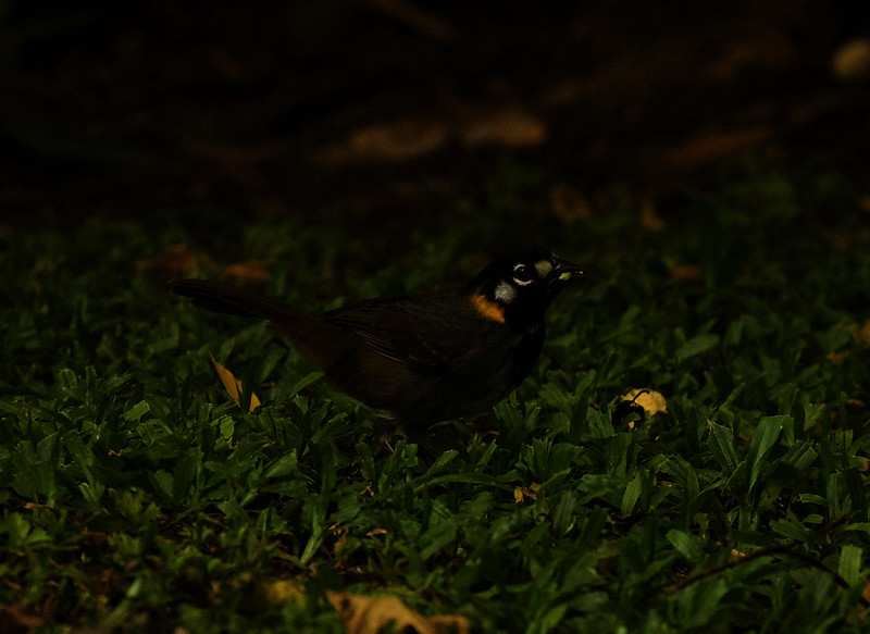 White eared Ground Sparrow_Ascanio_Costa Rica_DZ3A2139