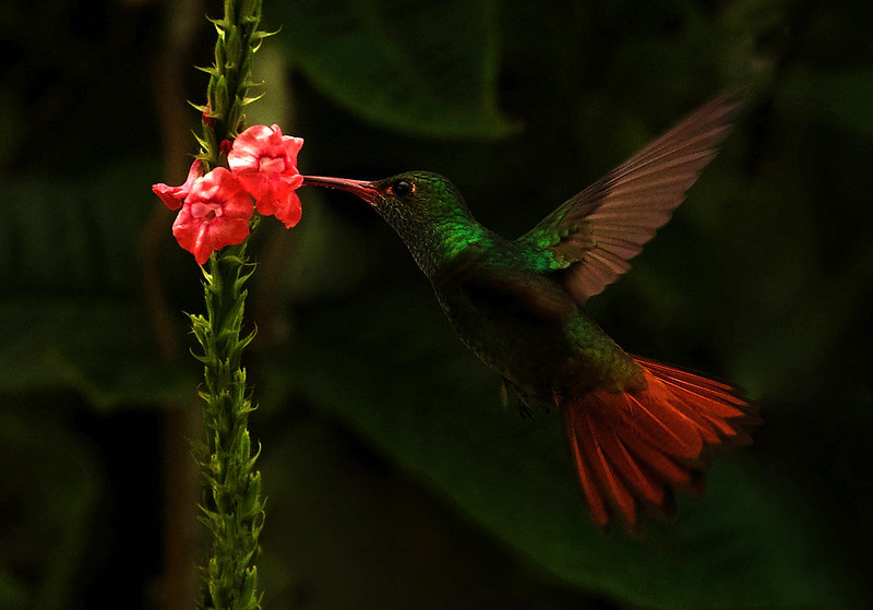 Rufous-tailed Hummingbird_Amazilia tzatcatl_Ascanio_Costa Rica_DZ3A2103