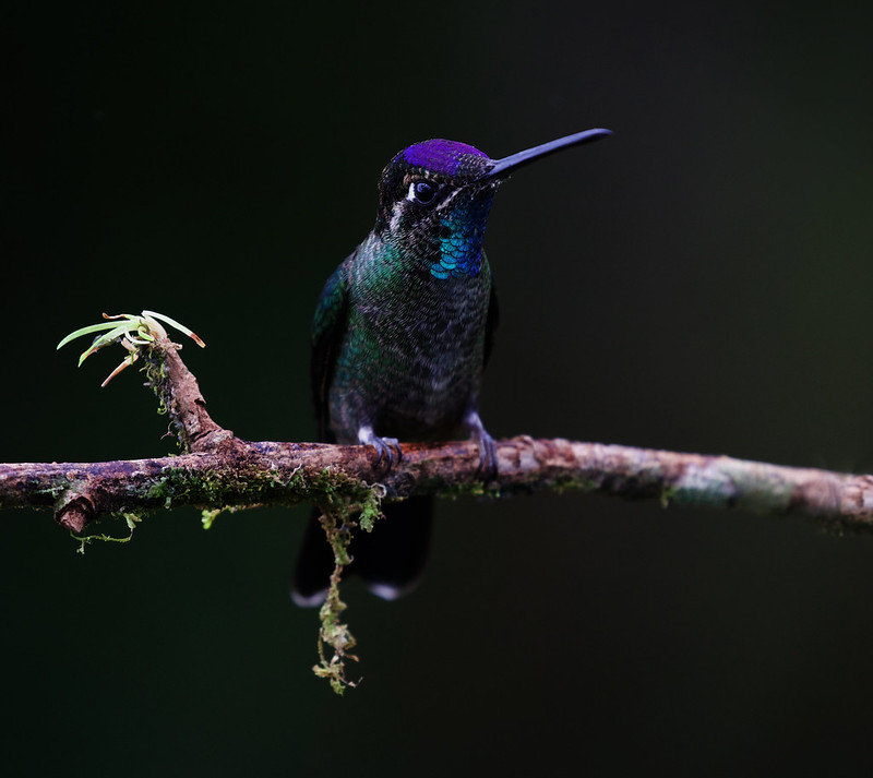 Talamanca hummingbird_Eugenes spectabilis_Ascanio_Costa Rica_DZ3A2691