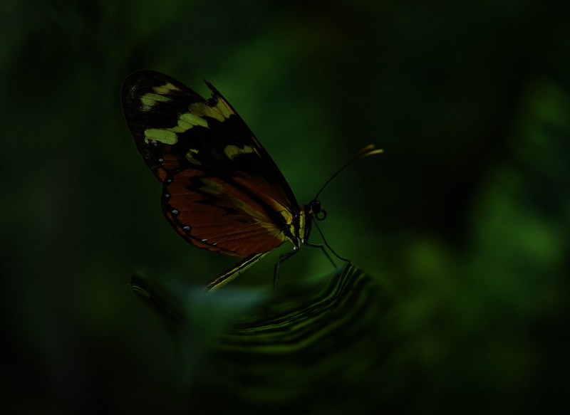 Tigerwing Butterfly_Mechanitis sp._Ascanio_Costa Rica_DZ3A1965