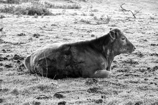 Cow Sits in Frosty Field