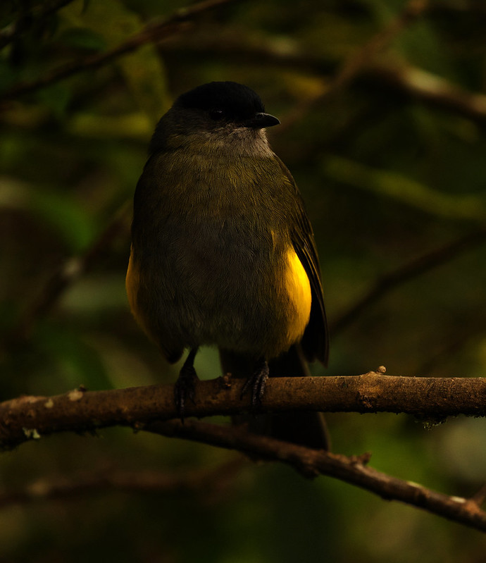 Black-and-yellow Silky-flycatcher_Phainoptila melanoxantha_Ascanio_Costa Rica_DZ3A2415