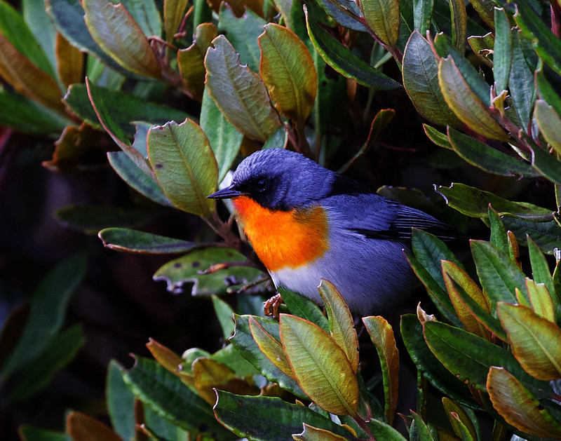 Flame-throated Warbler_Oreothlypis gutturalis_Ascanio_Costa Rica_DZ3A2848