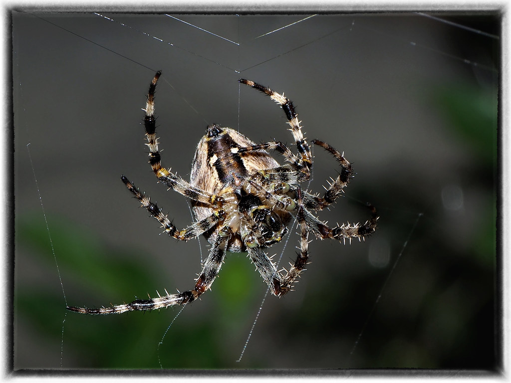 Stragglers Insect The Stranglers | Cos he's alright in the city Cos he's high … | Flickr