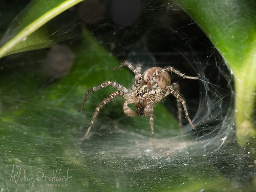 tn arachnid spider hixson tennessee unitedstates p9115351 barronopsis grassspider