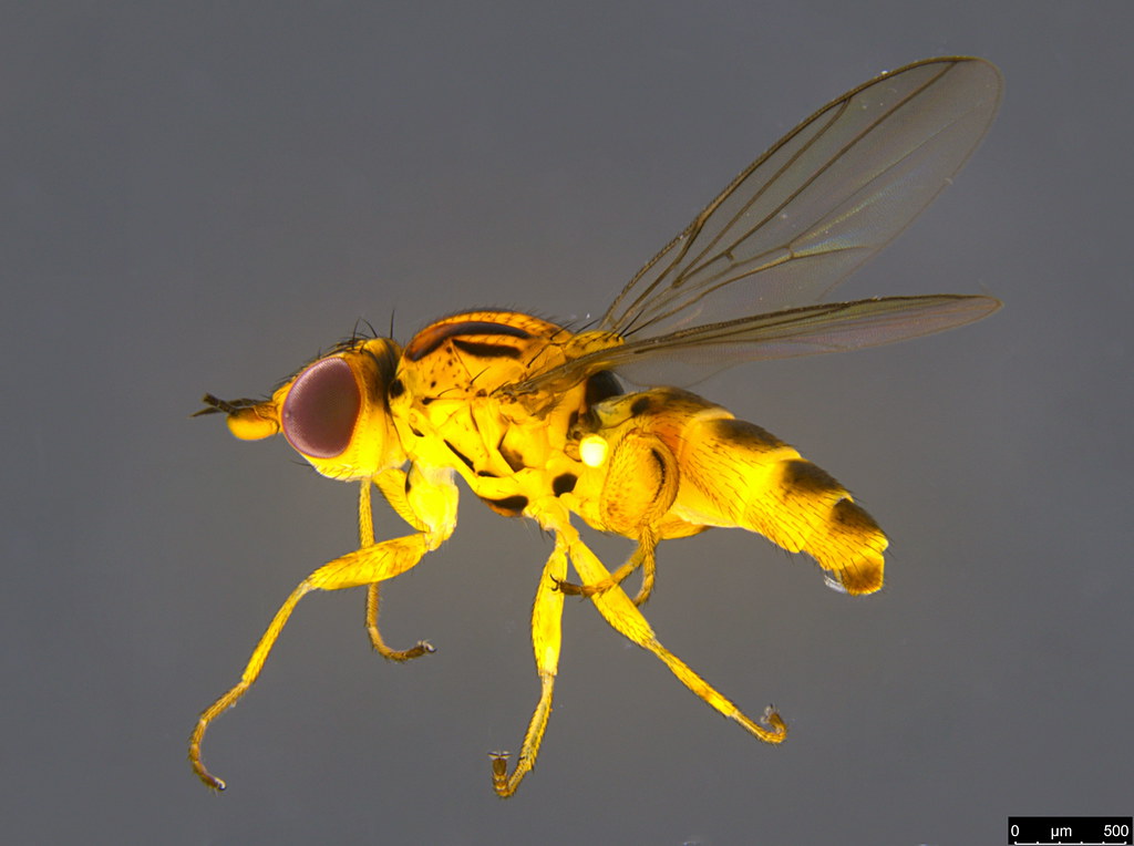2b - Diptera sp.