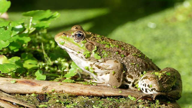 Marsh frog enjoying autumn sun
