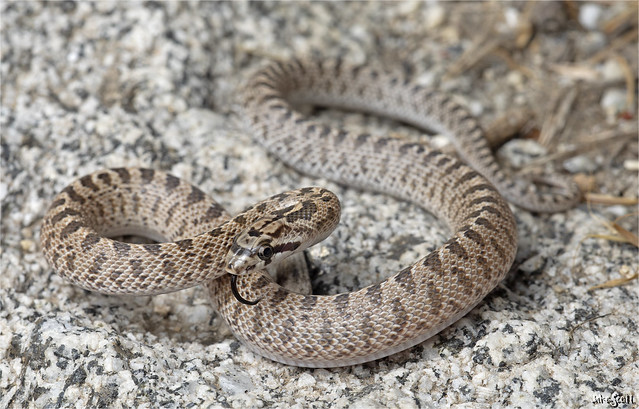 California Glossy Snake (Arizona elegans occidentalis)