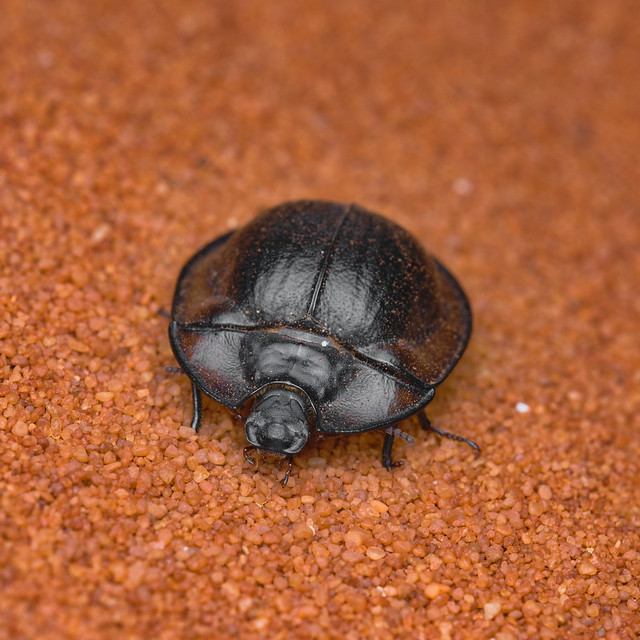 Pie-dish beetle ( Helea sp. )