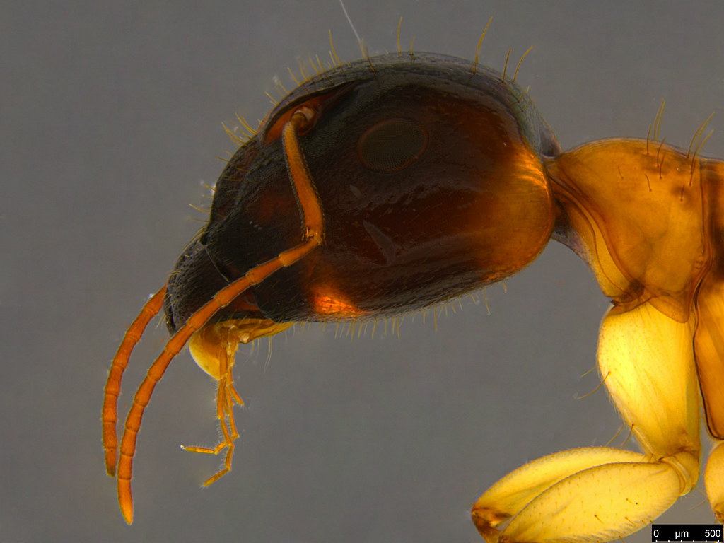 15b - Camponotus claripes Mayr, 1876