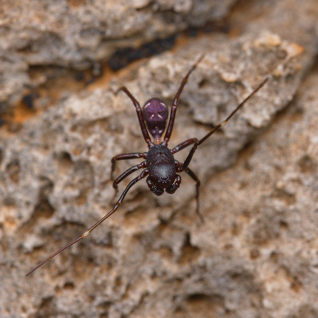 Ant spider ( Zillimata scintillans ? )