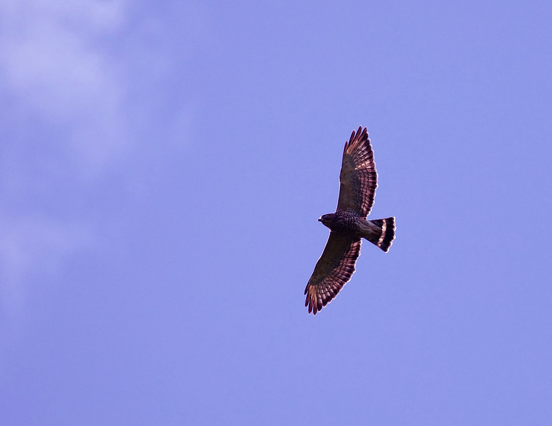 Broad-winged Hawk_Buteo platypterus_Costa Rica_Ascanio_DZ3A3355