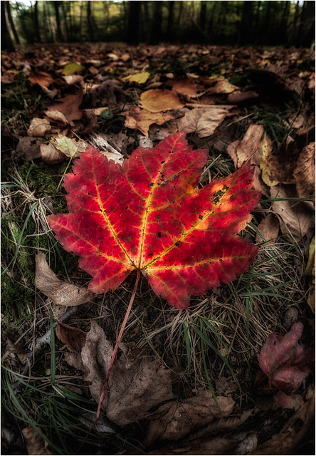 Red leaf portrait
