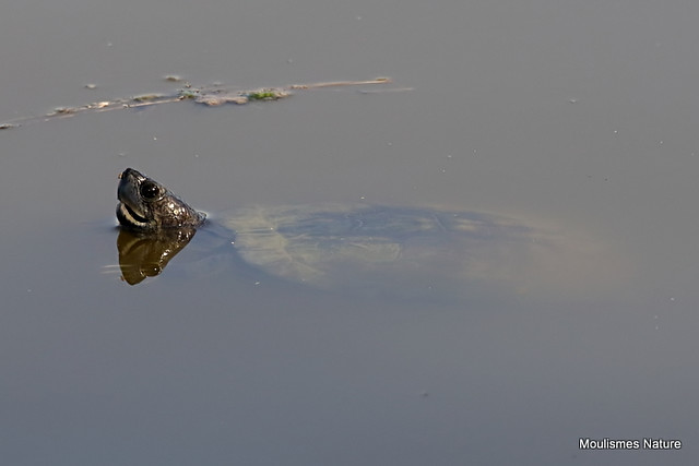0S8A9204. Spanish Pond Turtle (Mauremys leprosa)