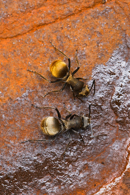 Golden-tailed spiny ant ( Polyrhachis sp. )