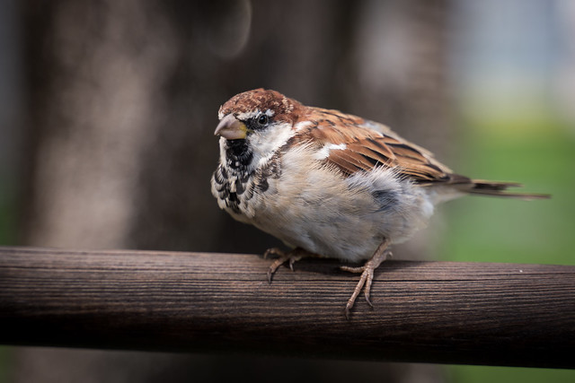 House Sparrow / Haussperling