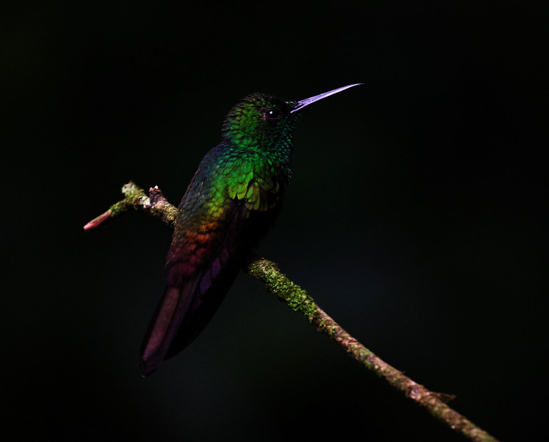Rufous-tailed Hummingbird_Amazilia tzatcatl_Ascanio_Costa Rica_DZ3A4078