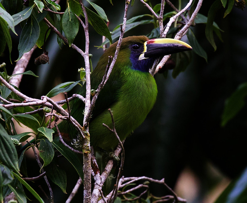 Northern Emerald-Toucanet_Aulacrhynchus prasinus_Ascanio_Costa Rica_DZ3A3241