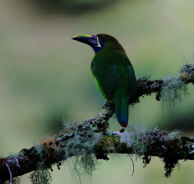 Northern Emerald-Toucanet_Aulacrhynchus prasinus_Ascanio_Costa Rica_DZ3A3274