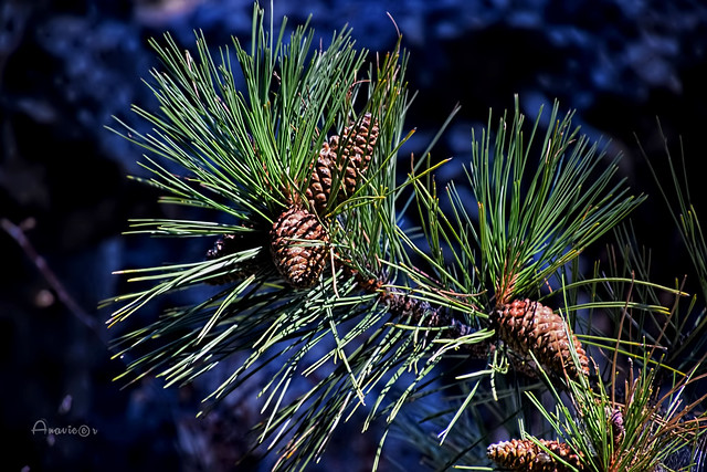 19_Pine cones and branches