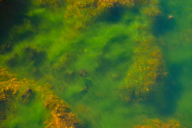 Abstract algae