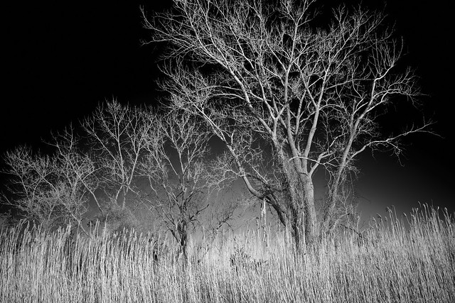 Spectral Trees