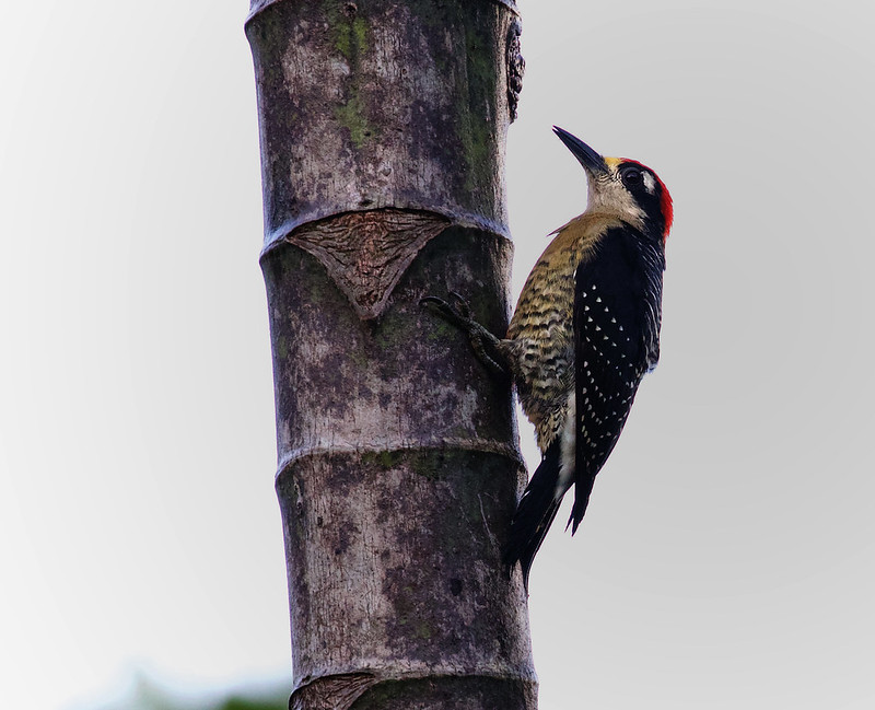 Black-cheeked Woodpecker_Melanerpes pucherani_Ascanio_Costa Rica_DZ3A3656