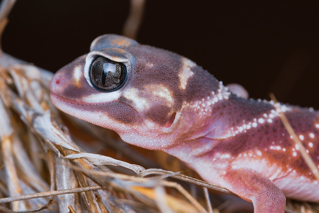 Smooth knob-tailed gecko ( Nephrurus levis )