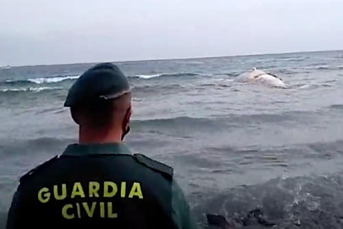 Un agente de la Guardia Civil observa el cadáver del cetáceo