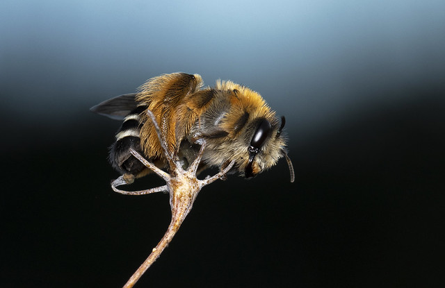 Wild bee (Dasypoda sp. ) resting on fennel.