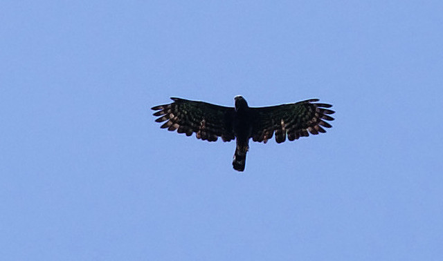 Black Hawk-Eagle_Spizaetus tyrannus_Ascanio_Costa Rica_DZ3A3512