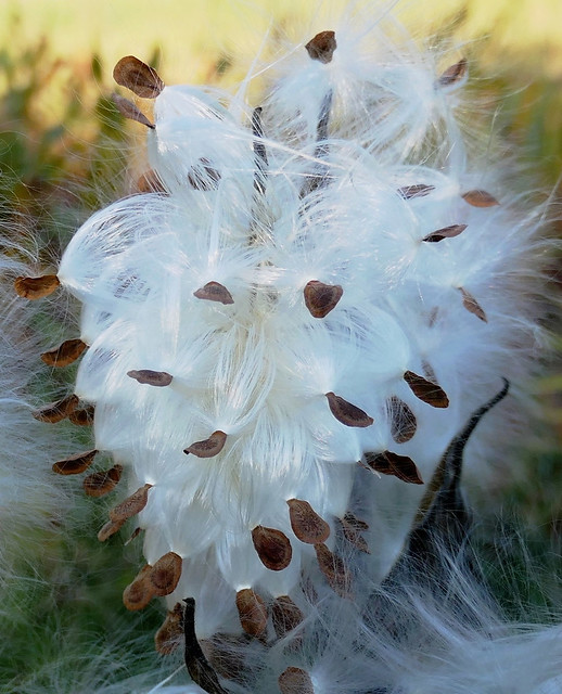 Silky Milkweed Fluff (Explored)