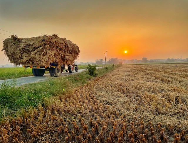 Rice crop harvest