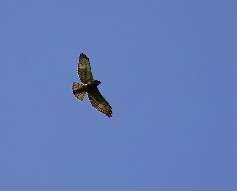 Broad-winged Hawk_Buteo platypterus_Ascanio_Costa Rica_DZ3A3352