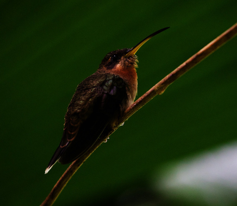 Band-tailed Barbthroat_Threnetes ruckeri_Ascanio_Costa Rica_DZ3A3879