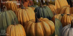 Pitaya - Decorative pumpkins @TLC