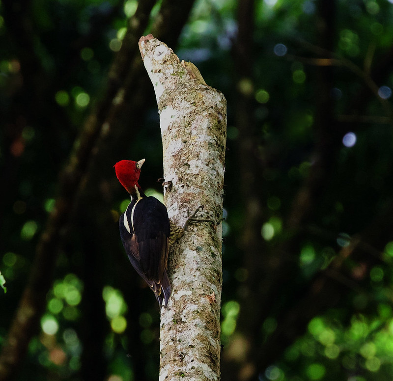 Pale-billed Woodpecker_Campephilus guatemalensis_Ascanio_Costya Rica_DZ3A3347