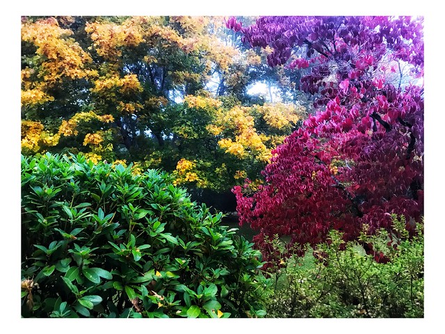 Backyard Fall Colors