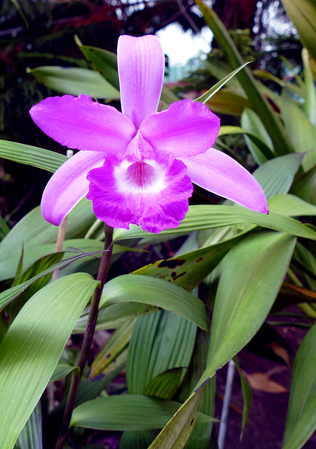 Sobralia Roseo-macrantha 'Leatrice Chrisitine' primary orchid hybrid