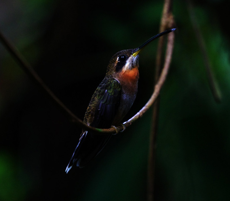 Band-tailed Barbthroat_Threnetes ruckeri_Ascanio_Costa Rica_DZ3A4157