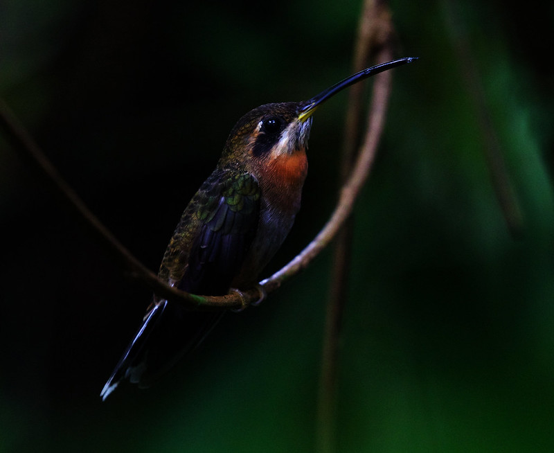 Band-tailed Barbthroat_Ascanio_Costa Rica_DZ3A4155