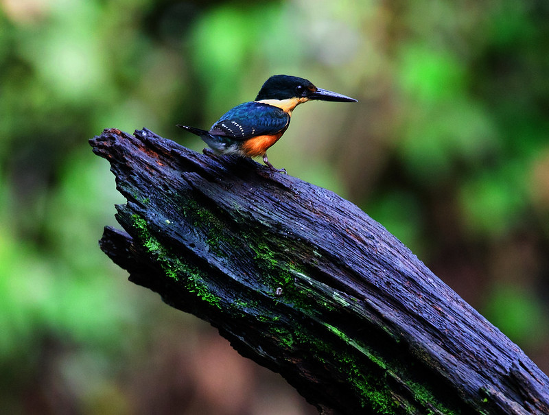 American Pygmy-kingfisher_Chloroceryle aenea_Ascanio_Costa Rica_DZ3A3961