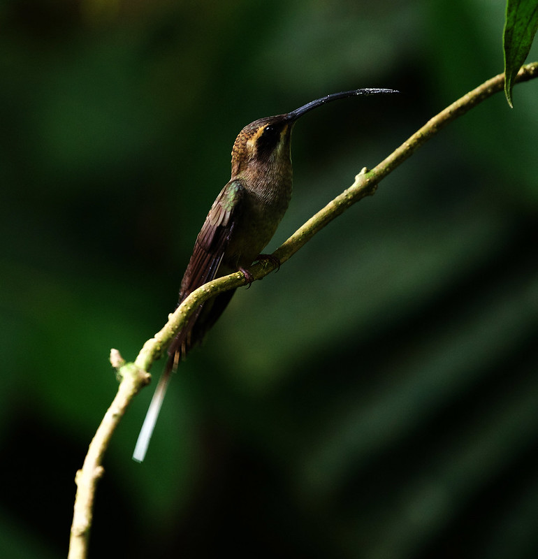 Long-billed Hermit_Phaethornis longirostris_Ascanio_Costa Rica_DZ3A4161