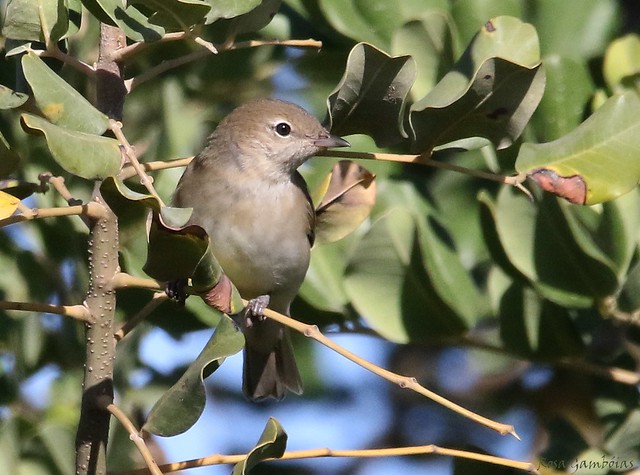 Felosa-das-figueiras | Garden Warbler (Sylvia borin)