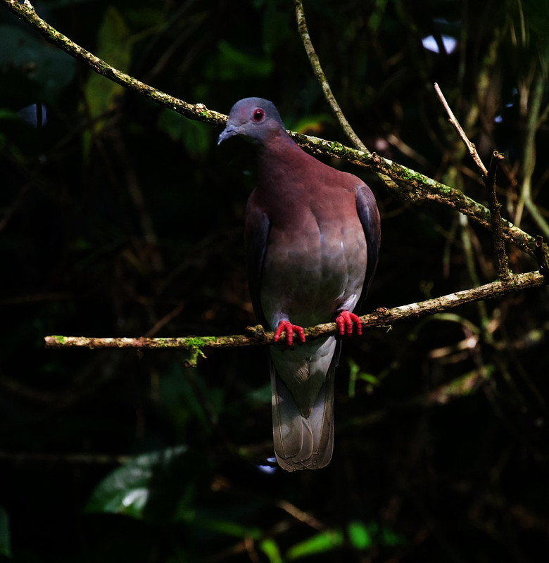 Pale-vented Pigeon_Patagioenas cayanensis_Ascanio_Costa Rica_DZ3A3967