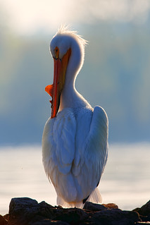 Sunrise At Pelican Shoal