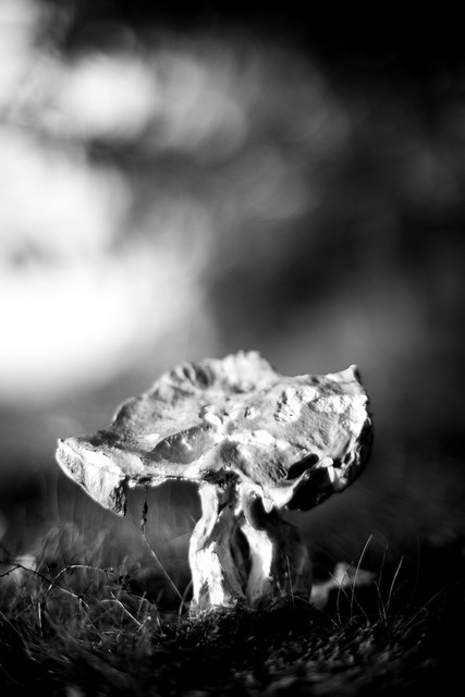 Battered mushroom
