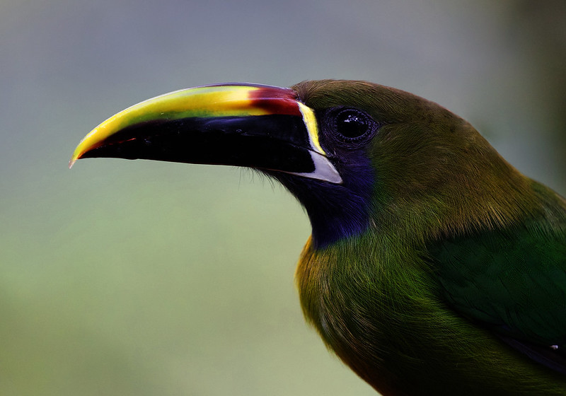 Northern Emerald-Toucanet_Aulacorhynchus prasinus_Ascanio_Costa Rica_DZ3A4382