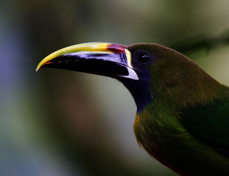 Northern Emerald-Toucanet_Aulacorhynchus prasinus_Ascanio_Costa Rica_DZ3A4372
