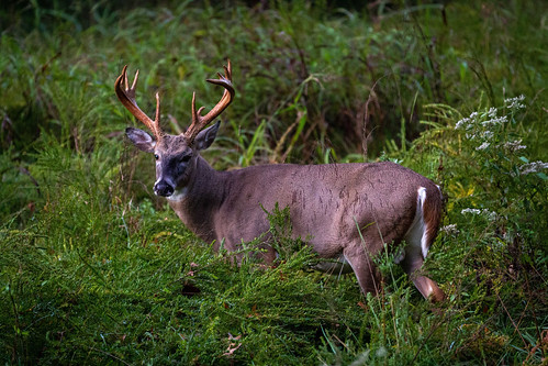 Photo of buck in the tall grass